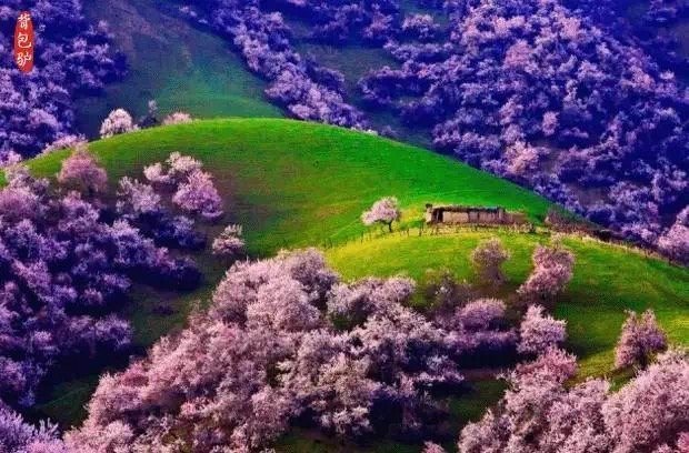 漫步仙境般的新疆杏花沟，人们无不为这迷人的春景所倾倒……