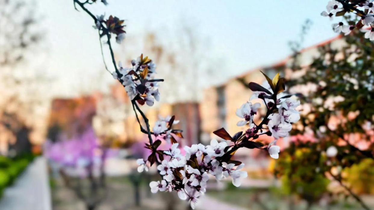 女婿的母亲去世了，岳父岳母，大舅哥都没有去吊唁，女婿处理完后事后回来，从那以后女