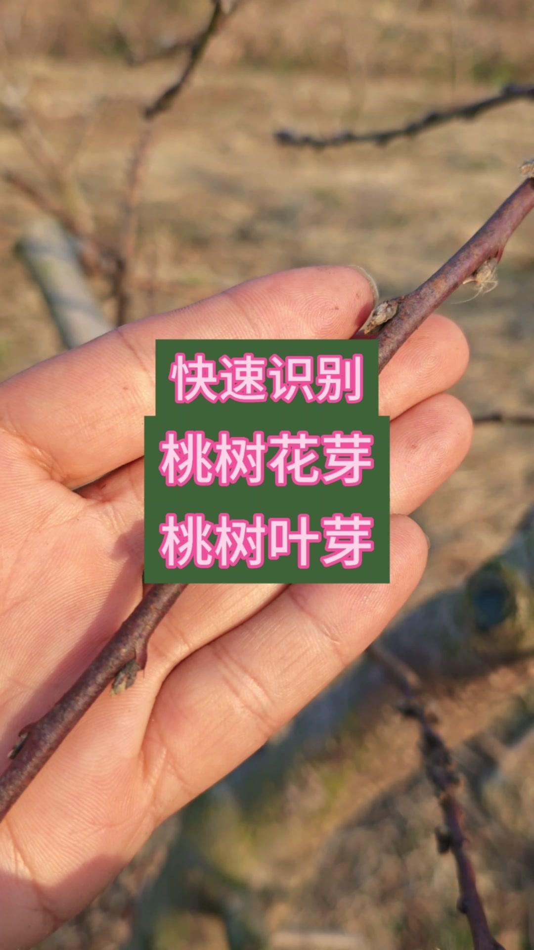 🍃桃树花芽叶芽怎么区分？看这几点就够啦！1️⃣形状大小：花芽圆锥形，叶芽三角