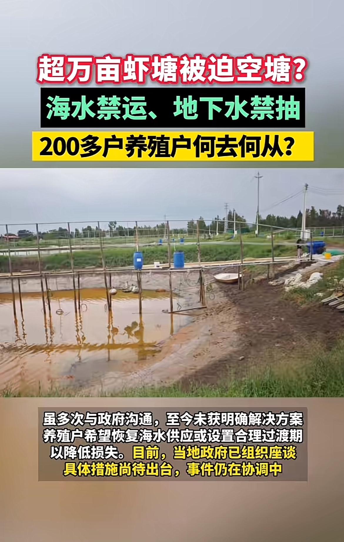 江门新会超万亩虾塘现在可太惨了，200多户养殖户面临“断水”困局。南美白对虾养殖