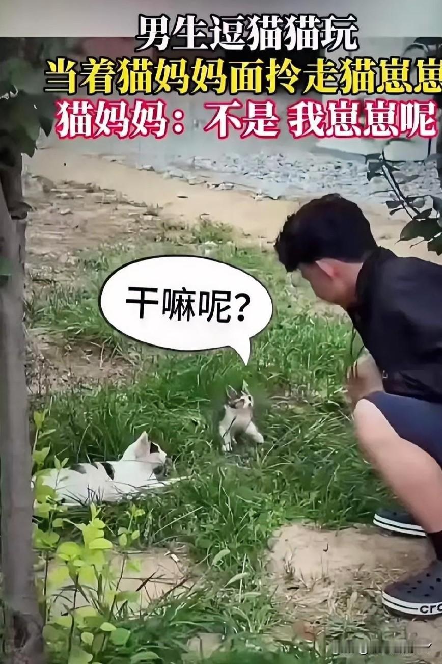 猫妈妈的“崽崽保卫战”，让人又好笑又感温暖！草地上，一只三花猫妈妈正惬意的陪