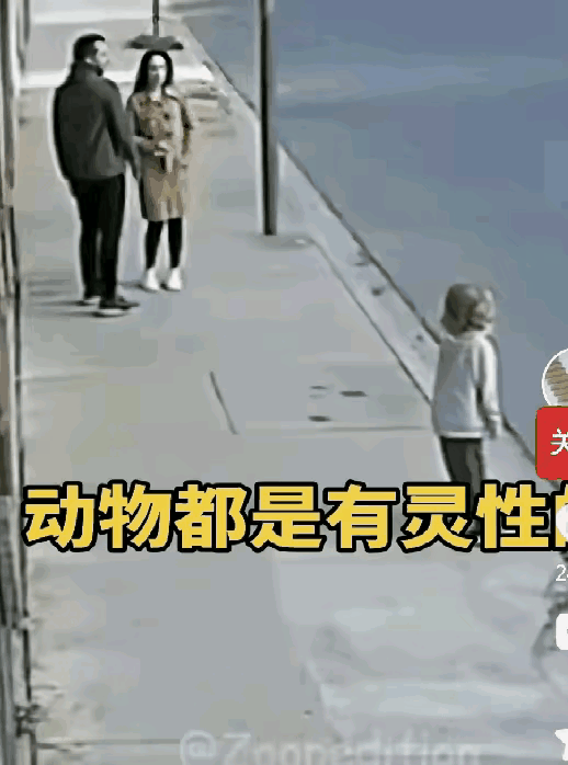 吓傻了！一家人路边等车，突然一条狗疯了似的冲过来对着儿子狂叫，正要驱赶时“