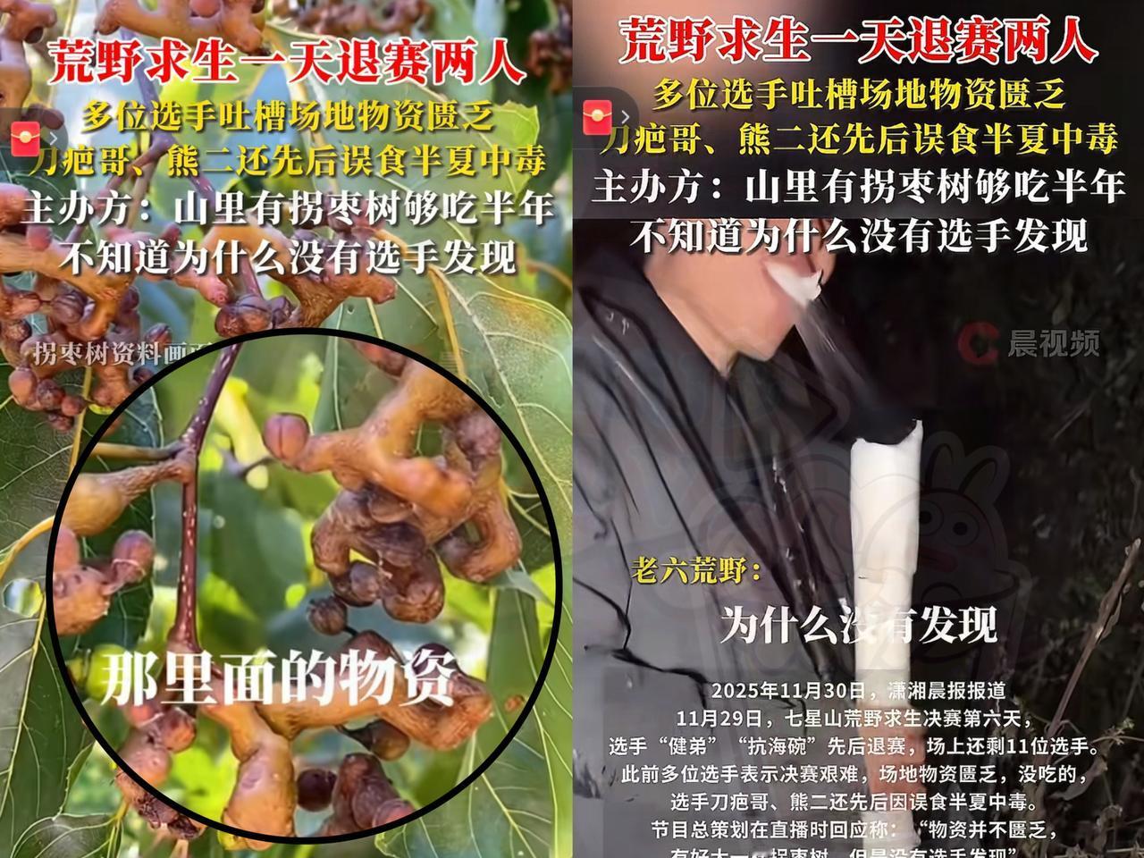 主办方：山里有拐枣树，够吃半年，可选手咋就没发现呢？其实不是没瞧见，关键是谁认识