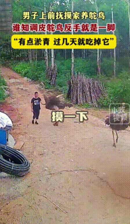 “长期饭票作没了！”7月1号，广西贺州，一男子在院里摸了一下喂养3年的鸵鸟，没成