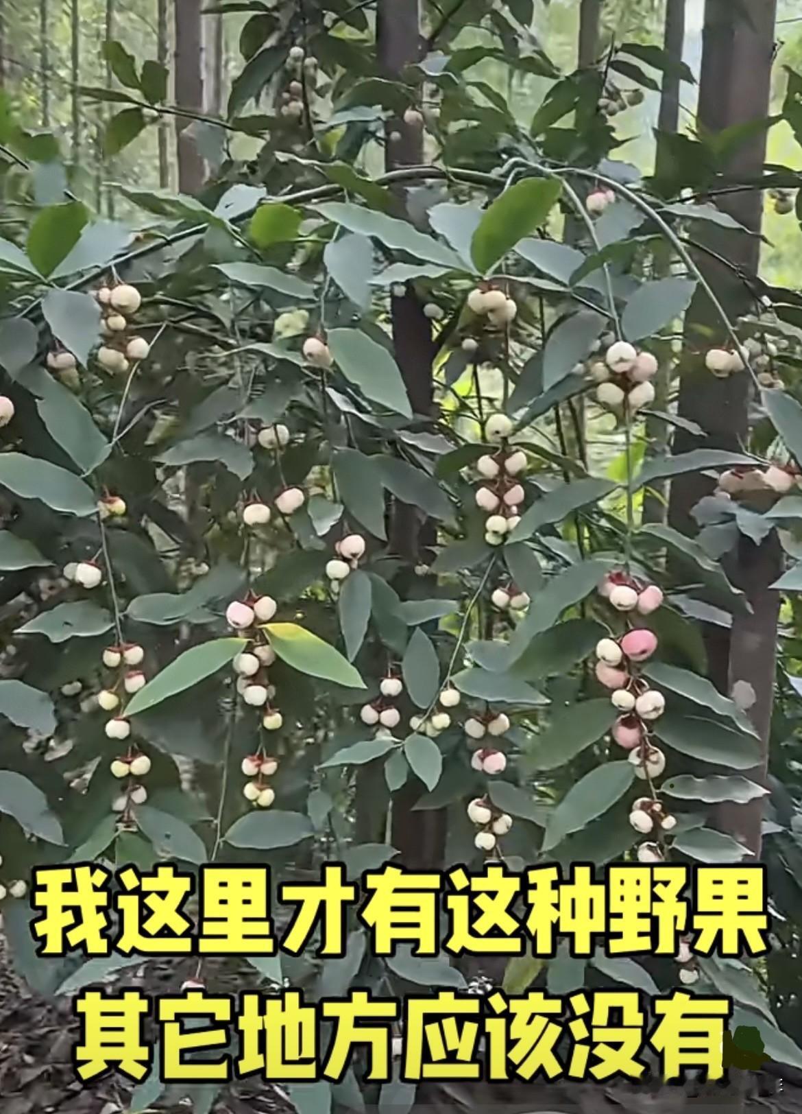 这种野果你们见过吗⁉️还记得它叫什么名字吗⁉️户外随拍