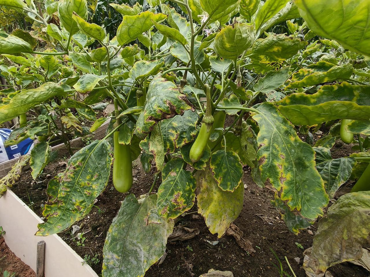 看着你是新品种的茄子把你种了，你居然长成这个样子。你长成这个样子给谁看呢？等我吃