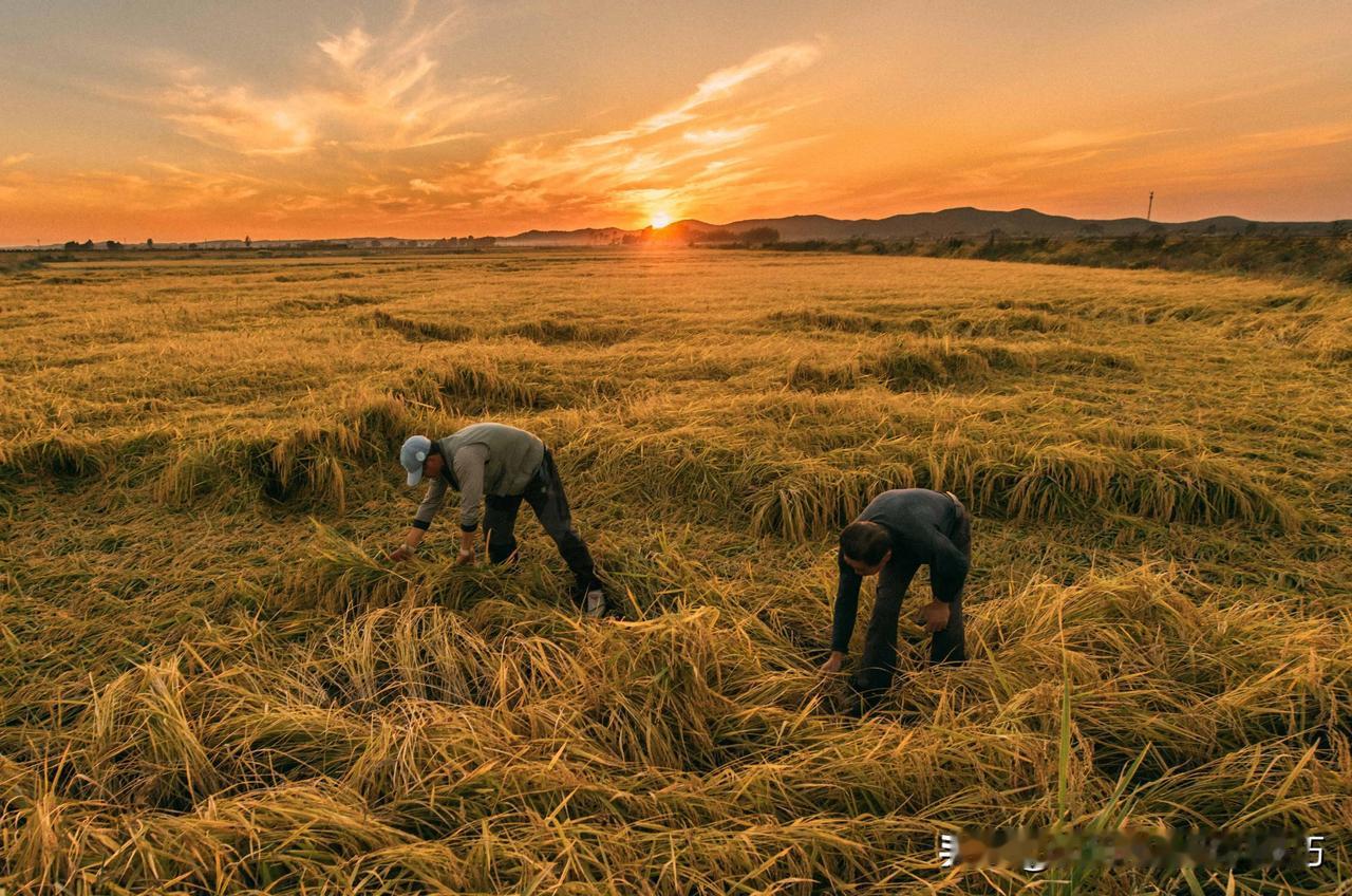 美国耕地面积比中国大，可为什么粮食产量不及中国？咱中国气候多样，能种的作物种