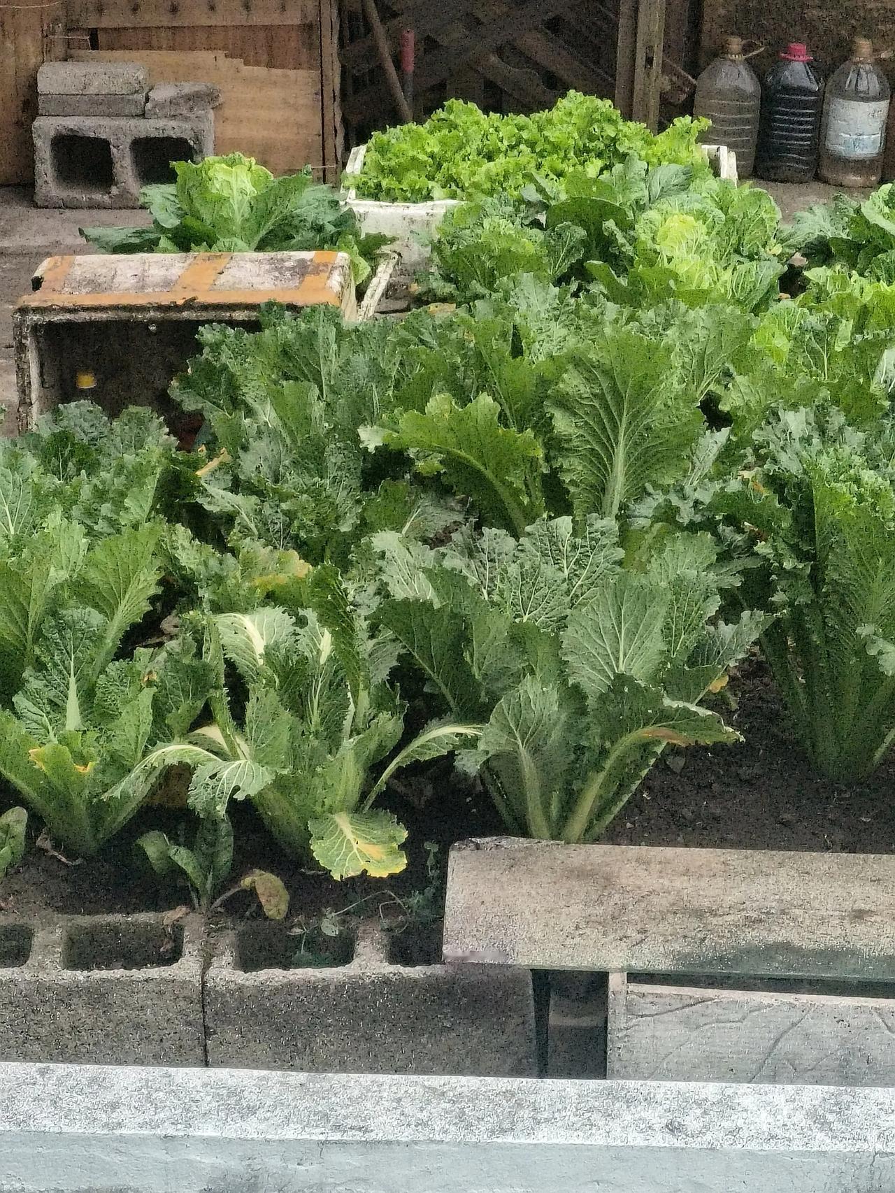 　　这是某户人家在楼顶开辟的空中菜园子，大概五六个平米，种了挺多的白菜。如果是边