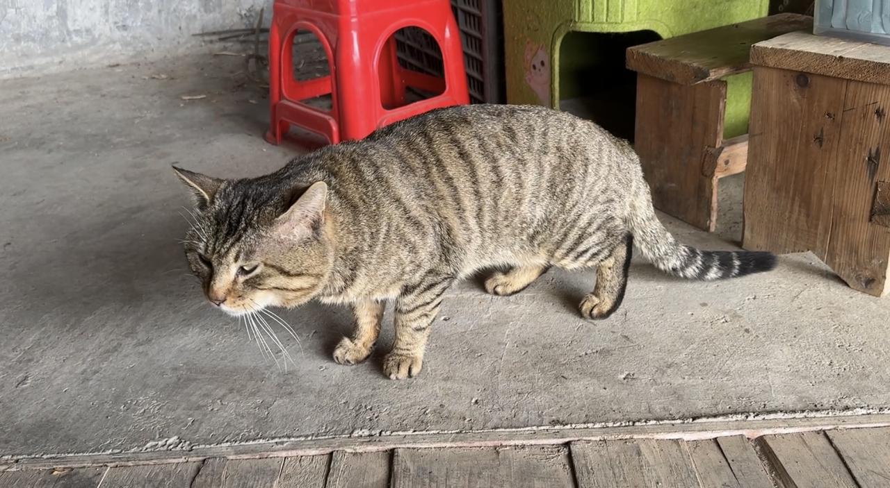 咪咪还是回家了，变得骨瘦如柴，一幅可怜兮兮的样子，让人心痛。快两个月没回家