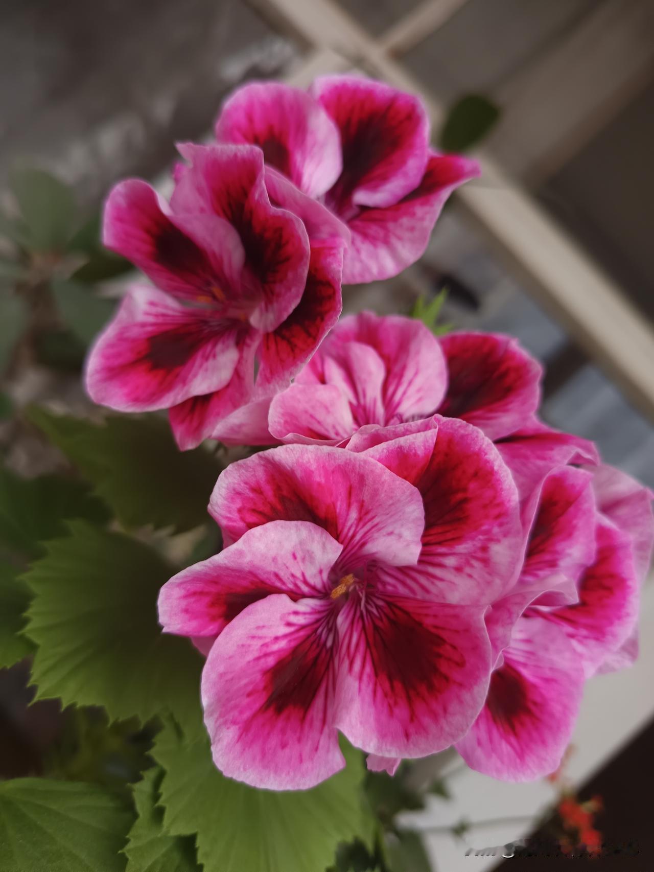 十男九痔，我记得家俩兄弟都得过痔疮，前两天聚在一起聊了起来，却是我记差扒了，病没