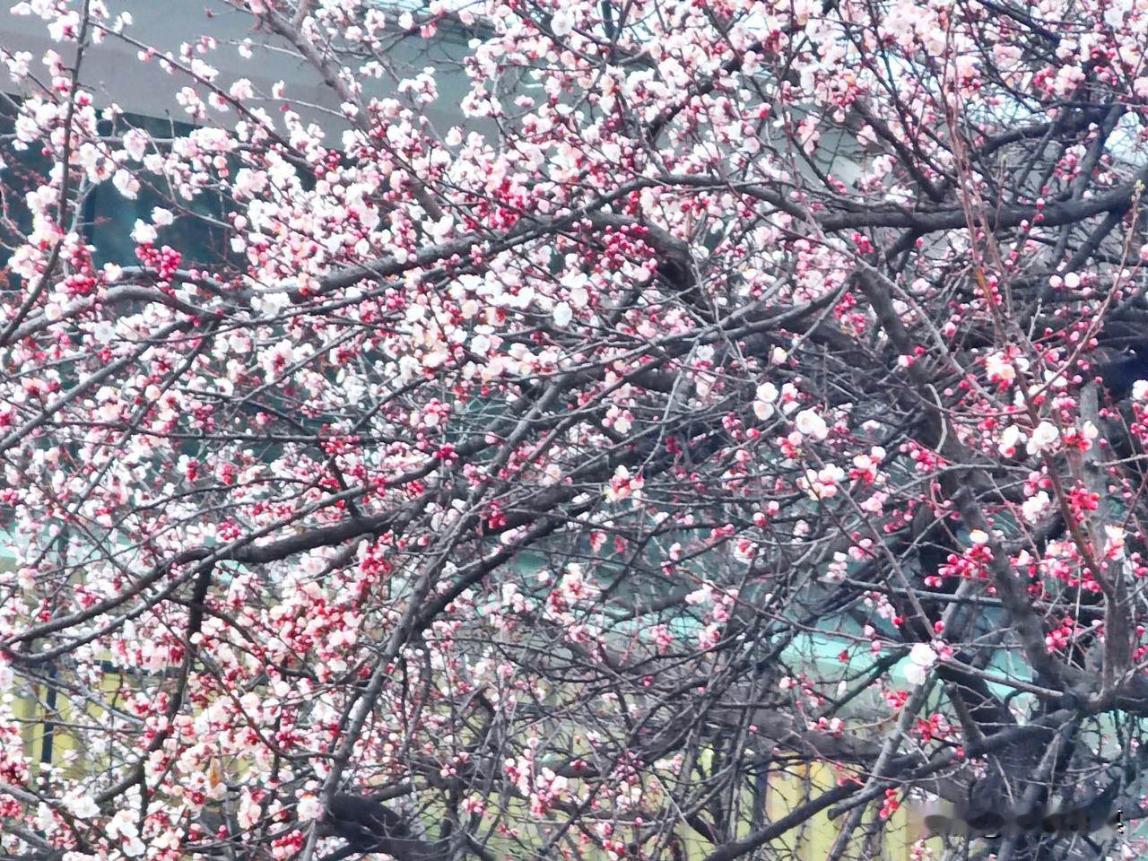 3月13日，西安天气晴好，蓝天白云相映成趣。在大明宫国家遗址公园太液池东南侧杏花