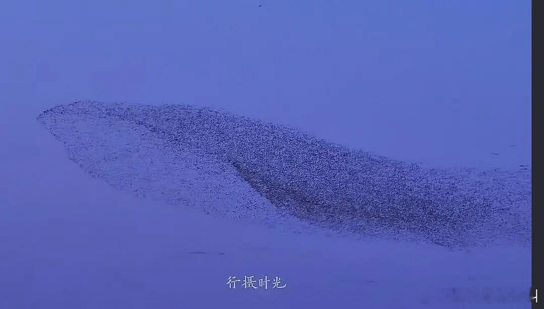 你们看到拍到鲲鹏的吗震撼啊