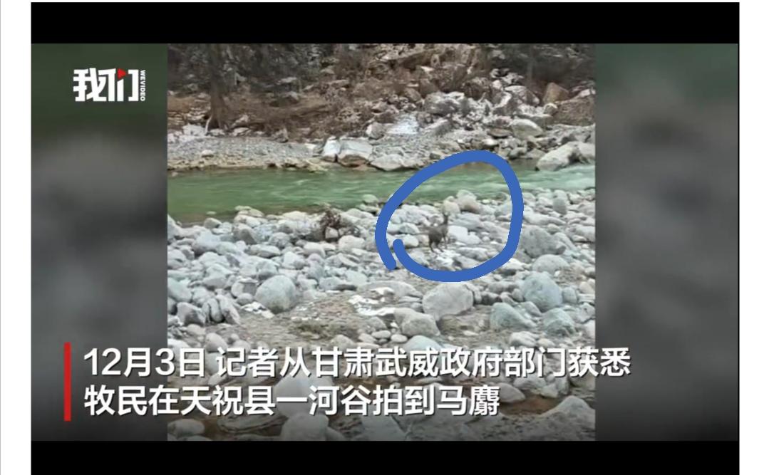 马麝，野生动物！12月3日，甘肃武威天祝县，一牧民在回家途中经过一河谷，偶遇一