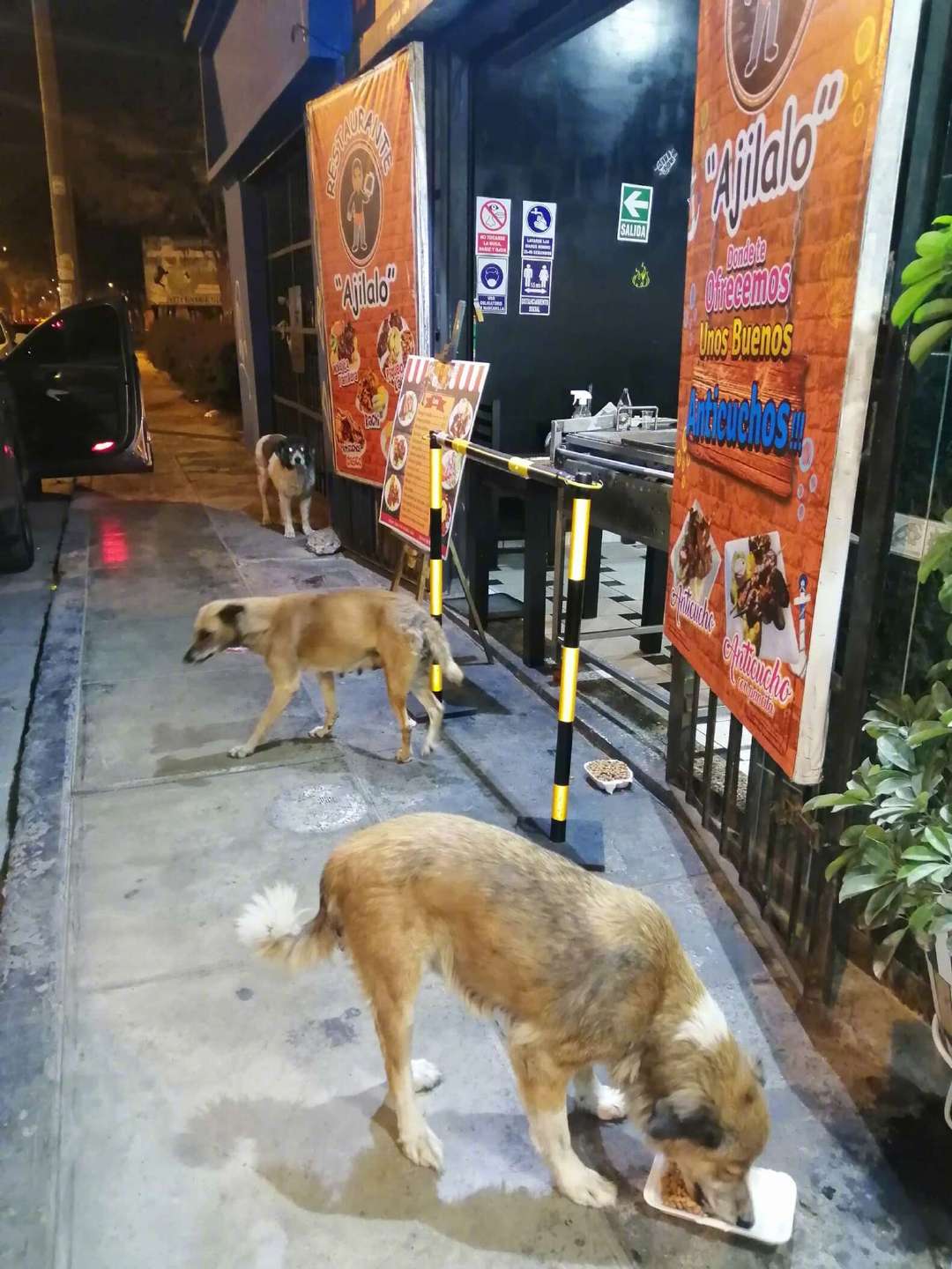 5年前的一个晚上，一位特别的顾客来到秘鲁一间餐厅的门口。那是一只流浪狗，它看起来饥饿、疲惫，让人心生