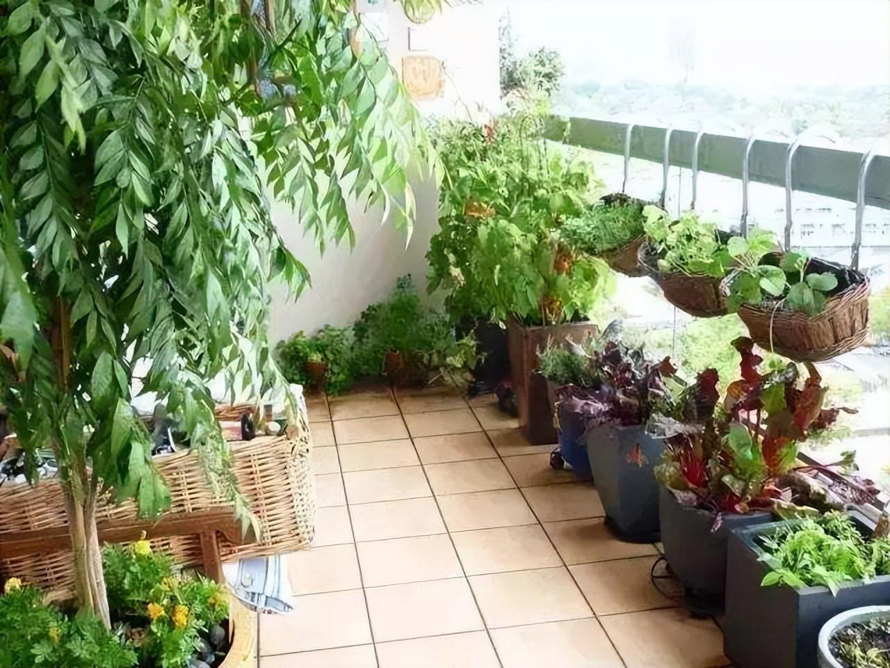 秋天是收获的季节，我在阳台种的蔬菜也迎来了采收季。我爱养花，但养花的技术糟糕