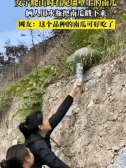 两女子爬山，看见崖壁上长着一个野生的大南瓜。机智的女子直接用矿泉水瓶把它顶下来，