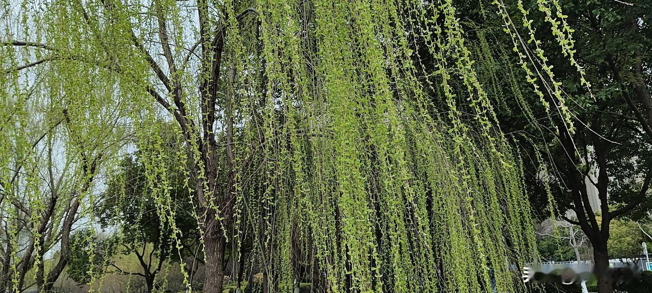 春风又绿江南岸只有在春天才能体会到“春风又绿江南岸”这”“绿”字的妙处。只凭这