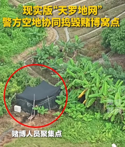 7月29日，广西玉林，一片玉米地里，几个老哥正搁那闷头“奋战”呢，牌刚甩出去，一