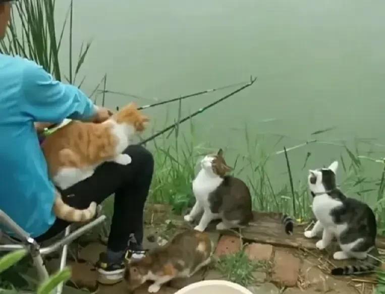 一名常在河边钓鱼的小哥自从扔了一条鱼给一只流浪猫吃后，没想到这只碎嘴子的流浪猫呼