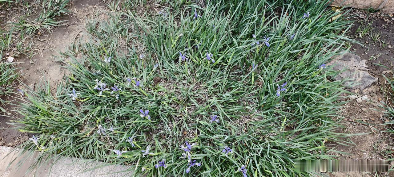 精心准备了三天三夜的方案被否了，随手写的周报却被老板转发了先讲个真事儿。