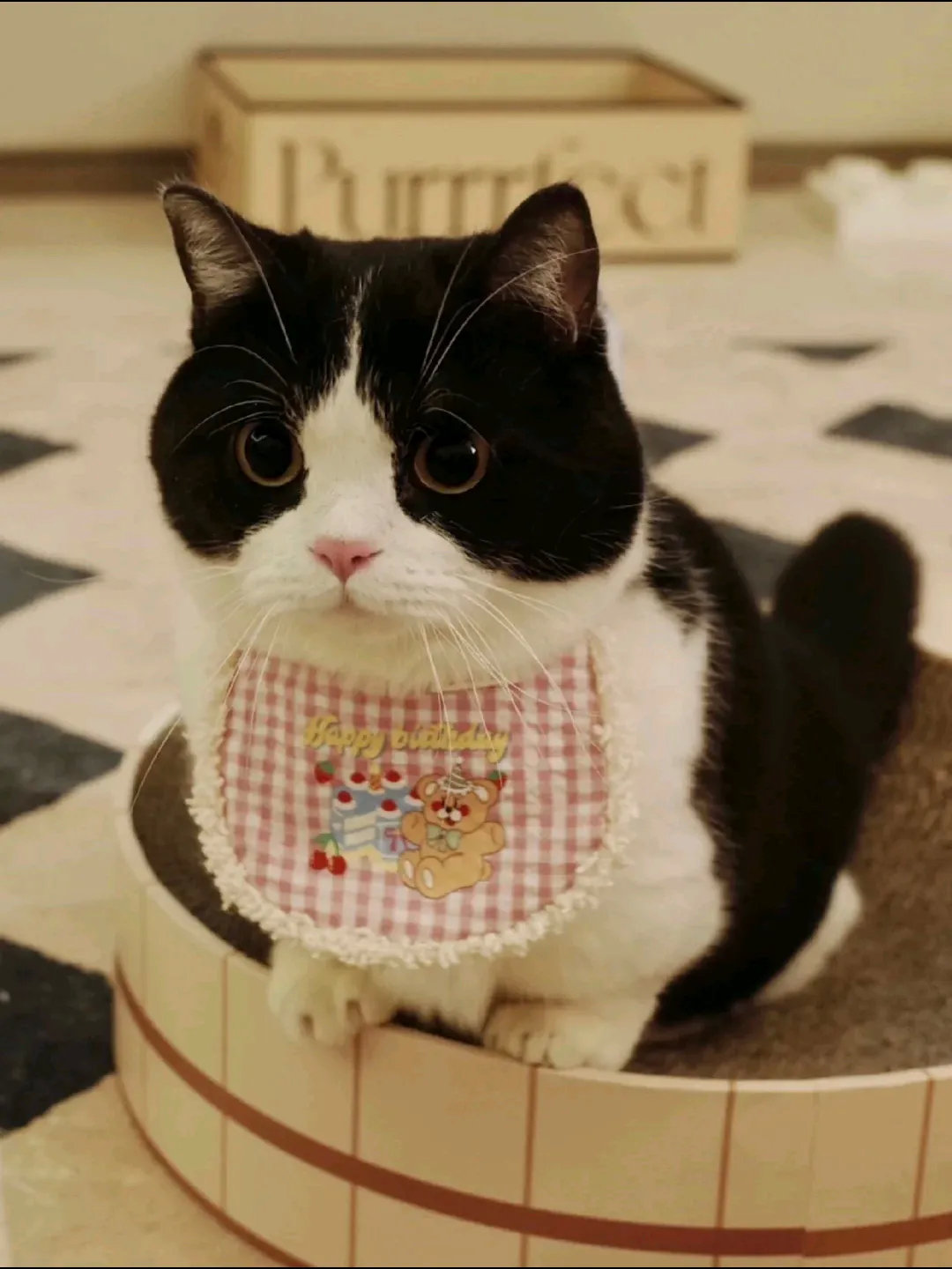 草莓味的猫猫。可爱又听话，麻麻的心头肉。有没有叔叔姨姨喜欢的。