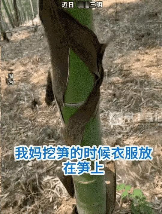 万万没想到，福建，一阿姨在竹林挖笋，挖了一会有点热就把外套脱了，随手放在了地上，