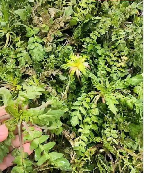  病人能吃荠菜饺子吗？别再乱吃了，看完心里有数春天荠菜鲜嫩，很多家庭