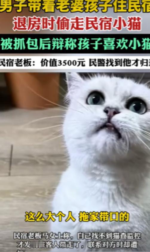 河南洛阳，男子一家三口住民宿，临走时，将民宿一只价值3500元的猫偷走，老板发现
