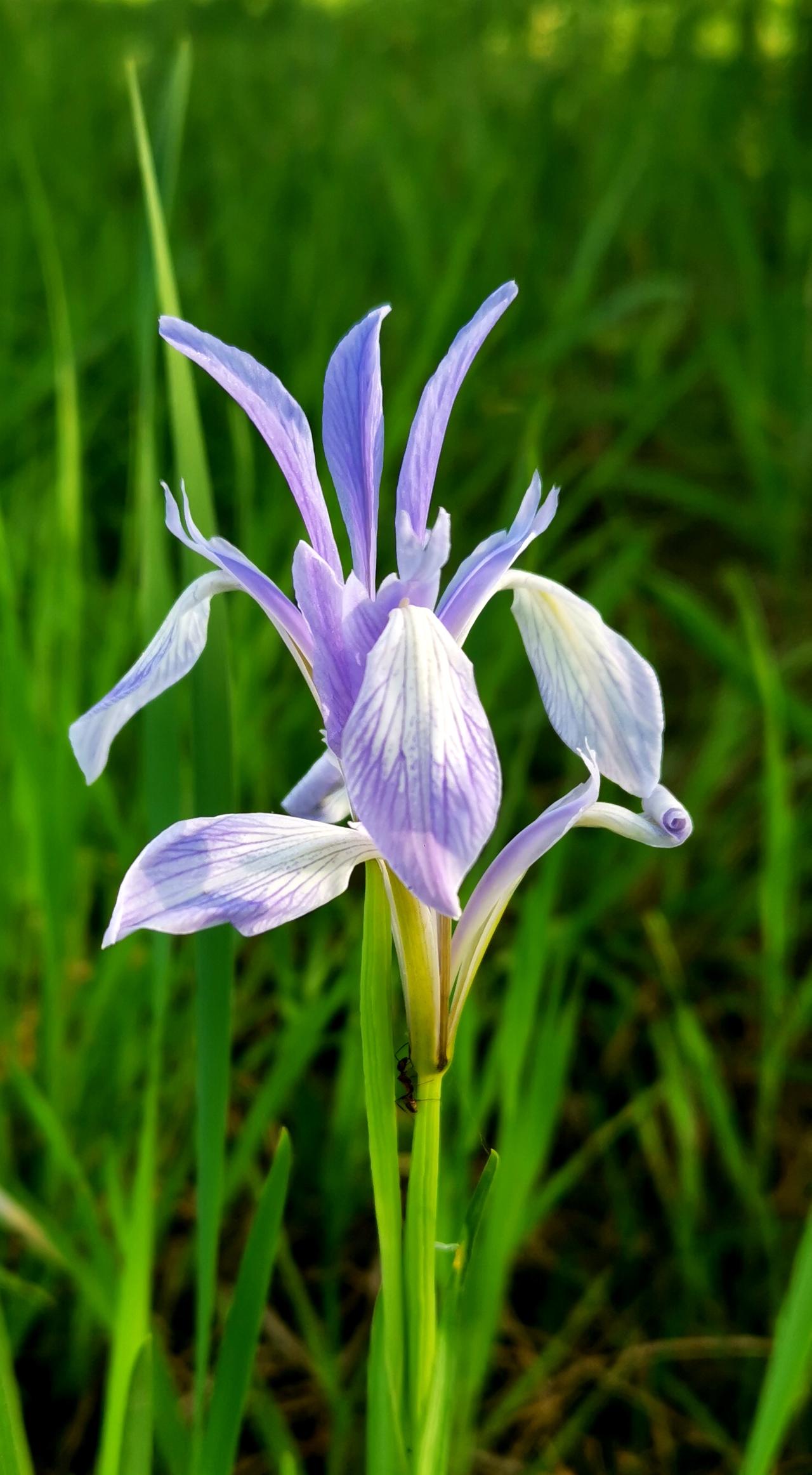 马兰花基本都是这种紫色，其他颜色很少，因其花朵不大，栽植不多，许多人把她当成野花