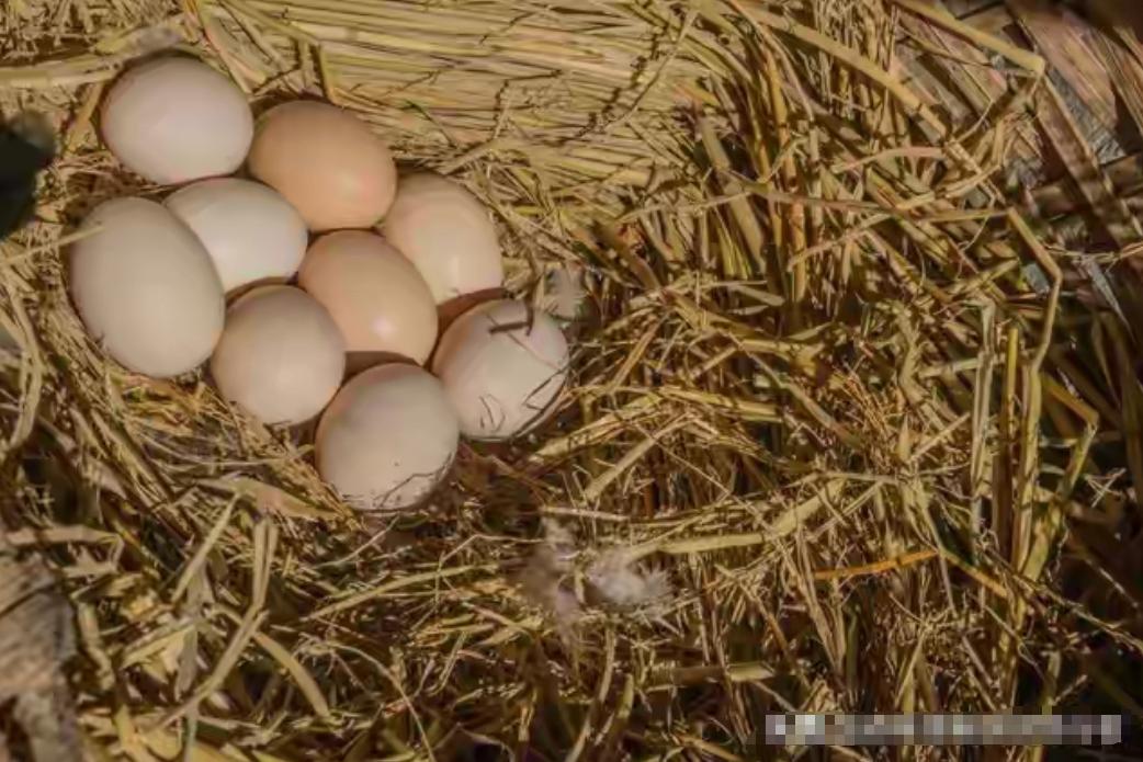 河南一男子包山养300只鸡，半年没捡着一个鸡蛋，谁料，跟踪到鸡窝撞见令人惊讶的一