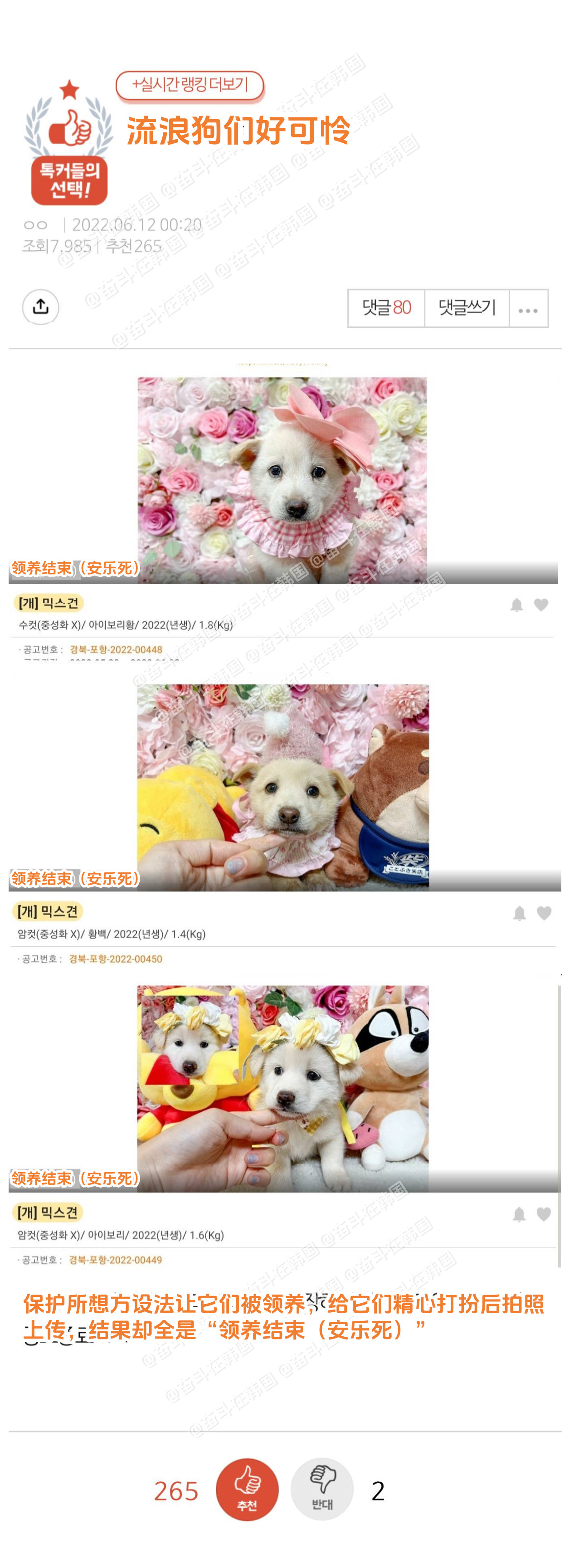 为了被领养而精心打扮，但最终还是被安乐死的流浪狗们....海外新鲜事热点现场