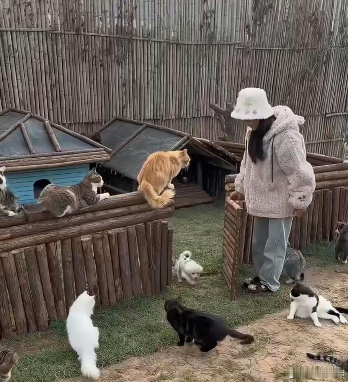 女孩为上百只流浪猫买粮被反送1吨太暖了！博主“五月妈”收养了上百只流浪猫，为让毛