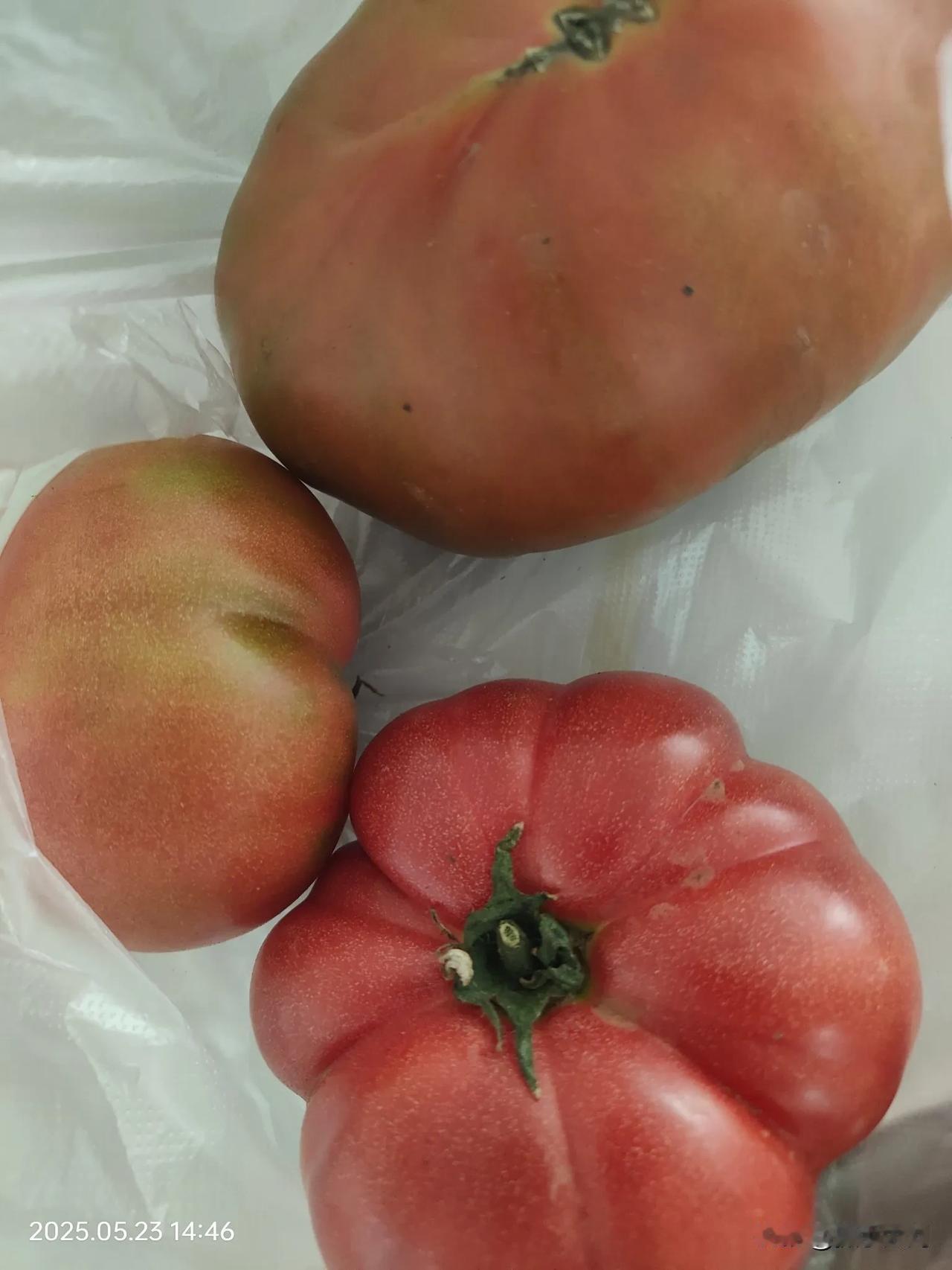 每次我到菜市场都尽可能不去专业菜摊位买菜，但凡有偏僻角落农民大爷大妈零零散散摆摊