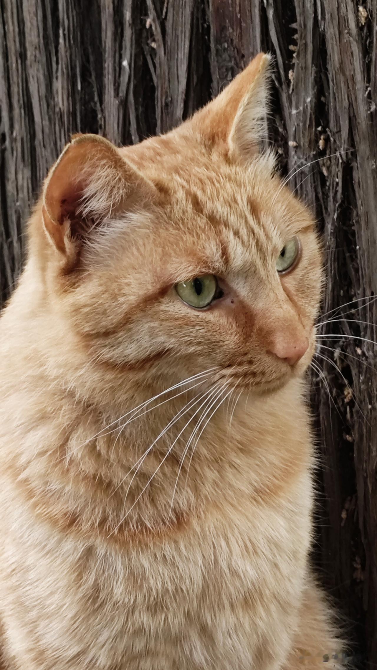 看看你镜头下的可爱猫咪以下图片为我随拍的流浪猫的可爱瞬间，都是颜值在线的猫咪.