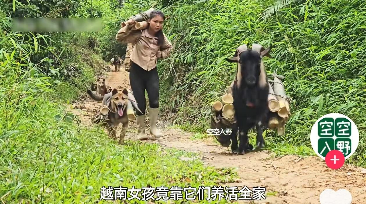 被这一幕狠狠治愈了！原来最暖心的陪伴，从来都不分物种。一位大姐背着满满一筐