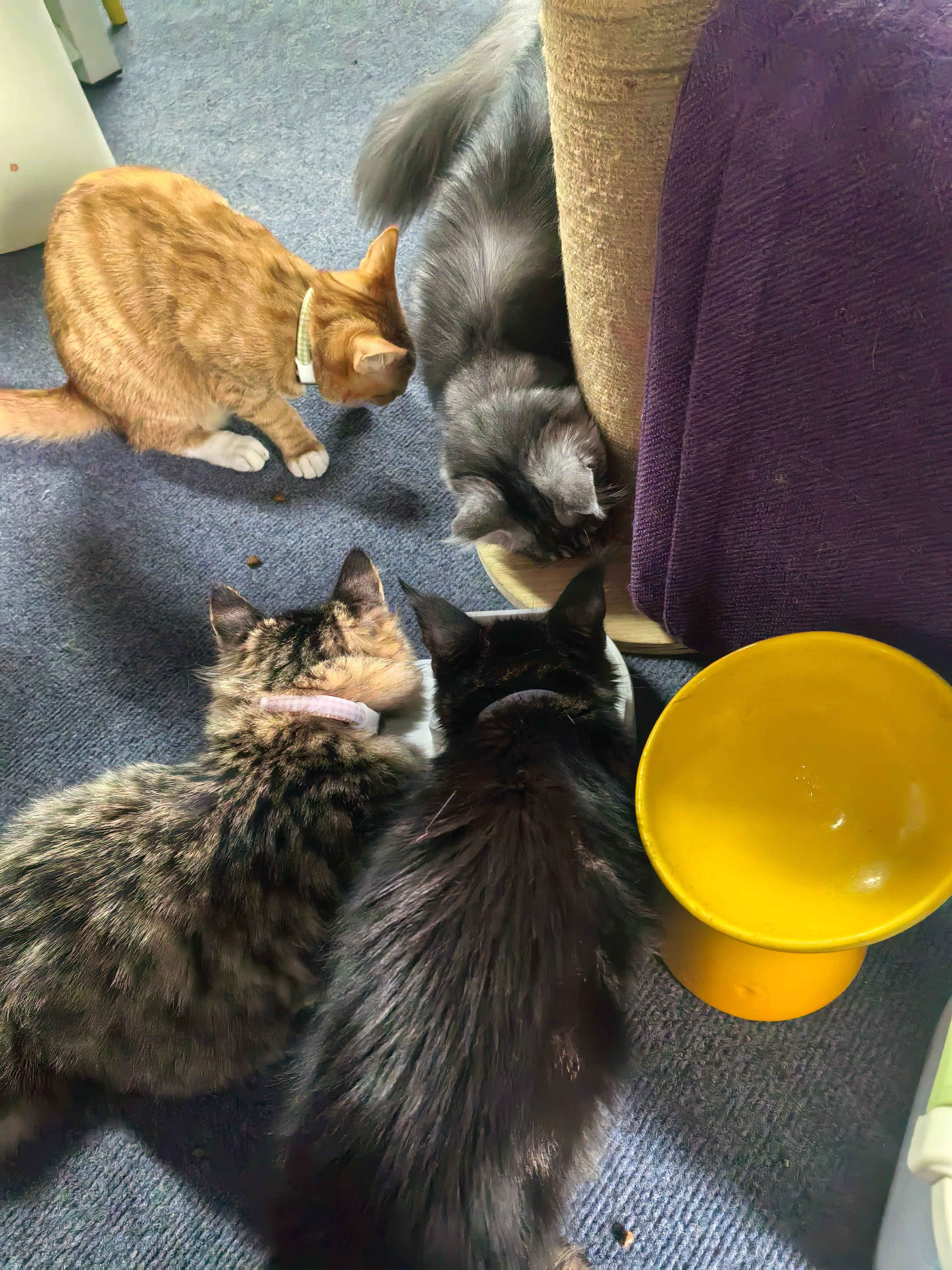 拼了一早上就拼了这么点，拼一会猫就来了压根忍不住撸猫的手[捂眼睛][捂眼睛]​​​