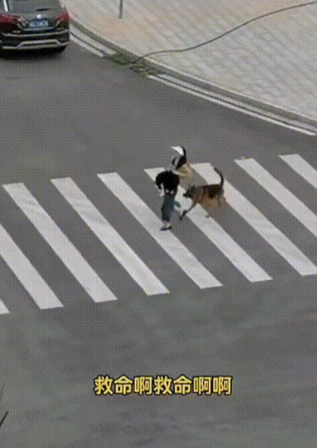 “救命！救命啊！啊！”一女子到公园遛狗，与自己家边牧玩的好好的，一条德牧突然冲出