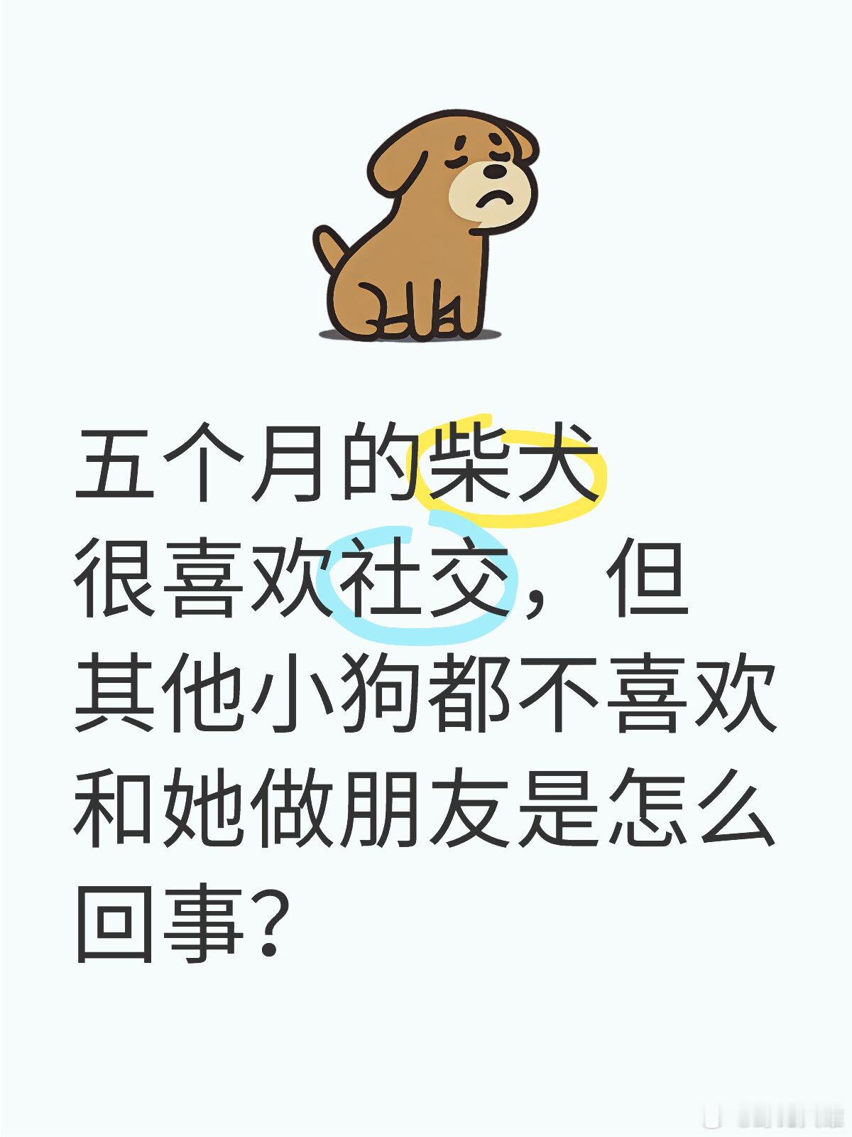 五个月的柴犬交朋友求助🫨