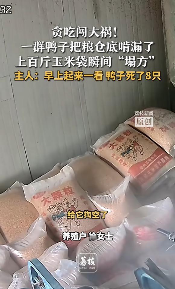 “贪吃惹的祸！”12月21日，江苏盐城，一群鸭子趁主人不注意，竟偷偷溜进粮仓内，