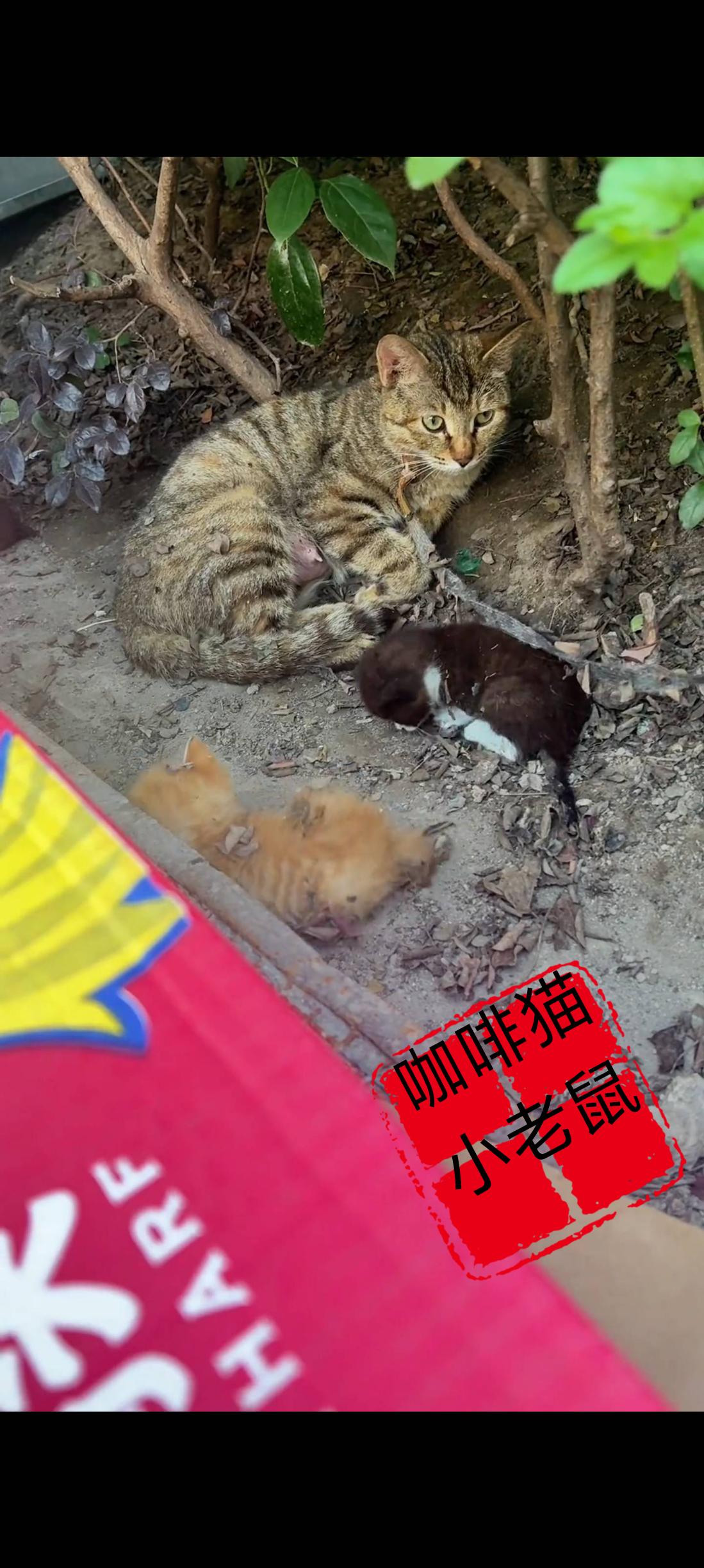 猫妈妈拖着疲惫不堪的身躯，带着幸存下来的两只小猫来到了一处人类居住的地方，不断用