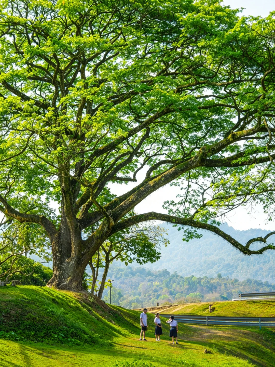 爱上清迈就像呼吸一样简单‼️
