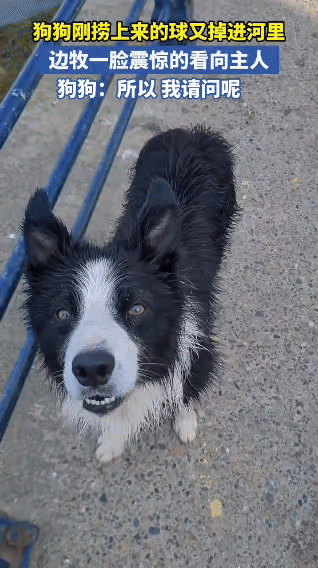 边牧：我这辈子没这么无语过…家人们谁懂啊！这只边牧刚从河里吭哧吭哧把球捞上来