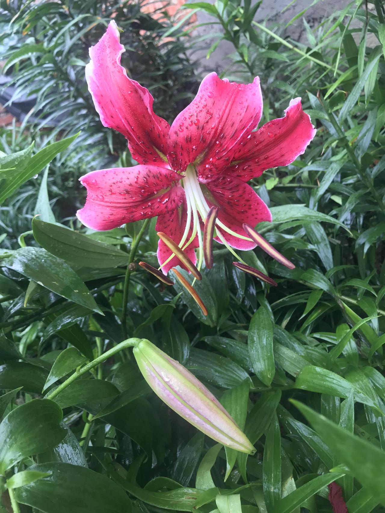 以花为友，请晒出你相册里的美花儿吧[作揖]