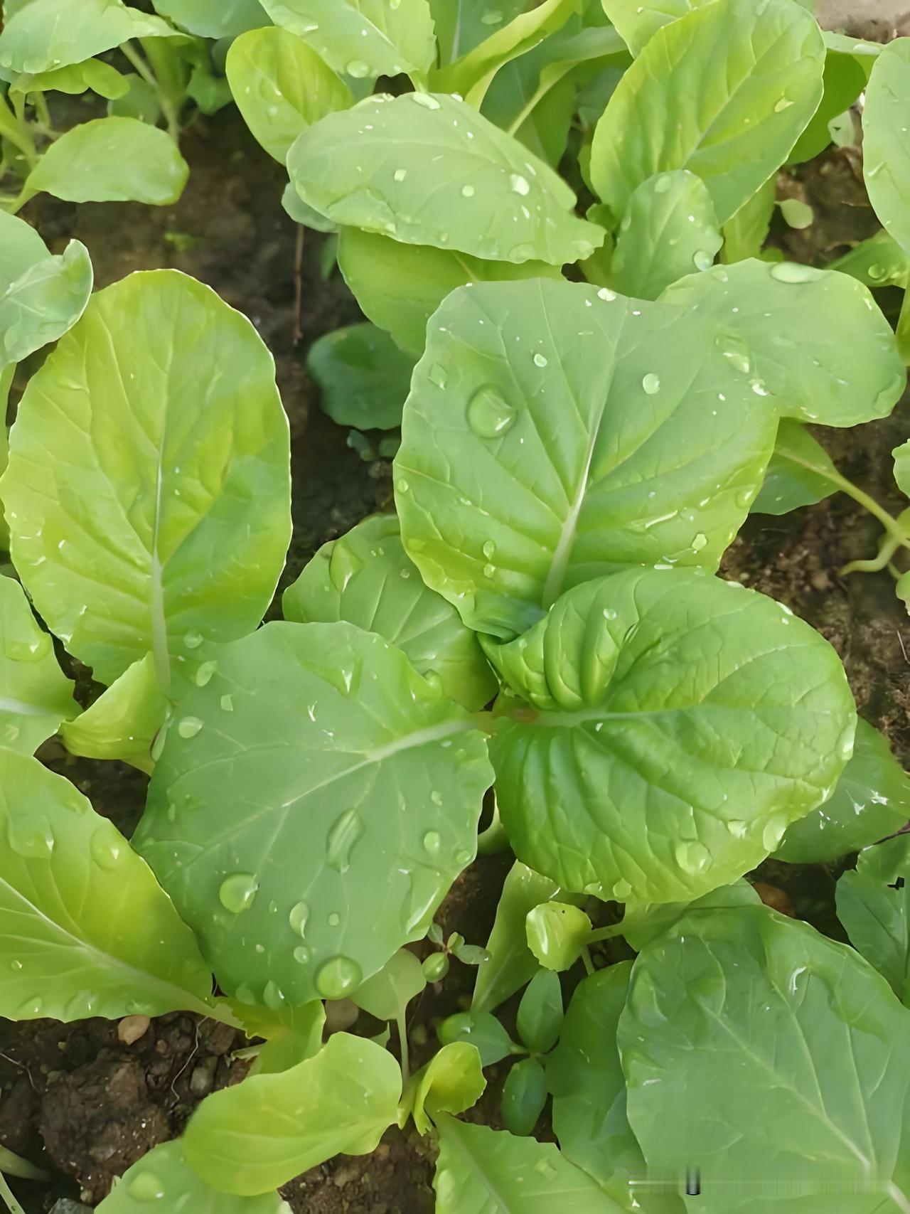 种菜浇水有门道，不同蔬菜“喝水”需求大不同，搞清楚了菜长得好还高产！-叶