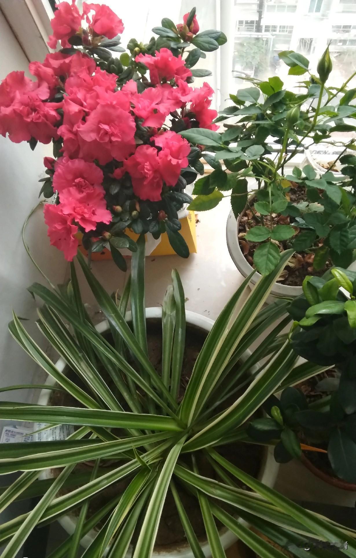 我五叔腿有残疾，走路的时候有点瘸。三十岁那年我奶奶花大价钱给娶了一个外地的媳妇，