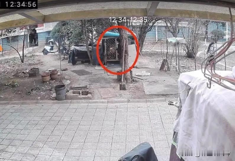 江苏连云港俩男孩玩烟花，竟把点燃的扔进小区狗笼！笼里是主人养了7年的萨摩耶，挡布