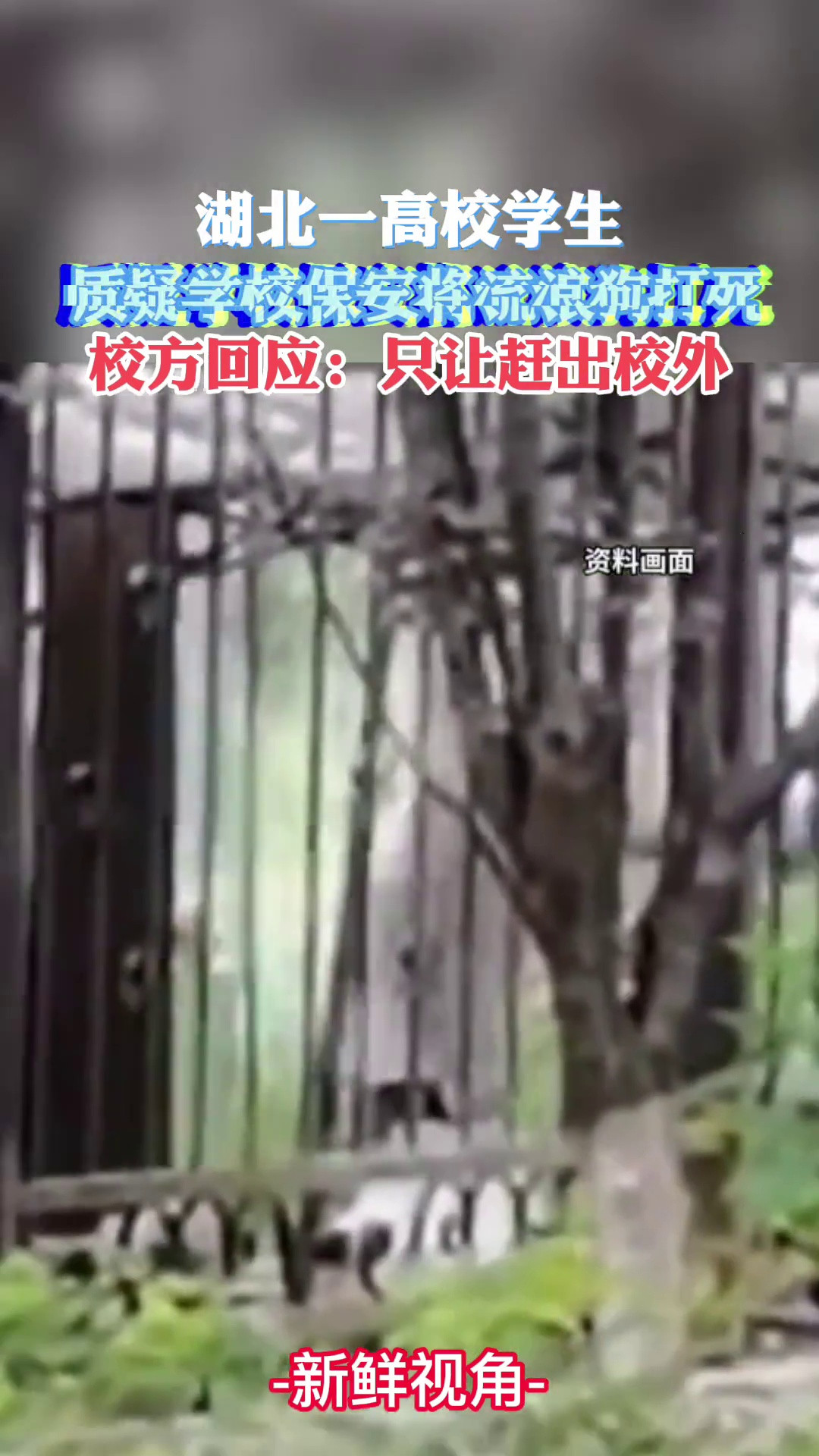 湖北一高校学生质疑学校保安将流浪狗打死校方：只是赶出校外