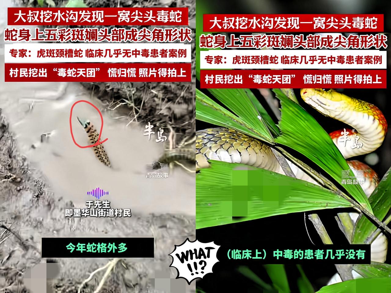 “还好跑够快！”青岛大叔挖水沟，一铲子下去竟引出一窝毒蛇。那蛇五彩斑斓，