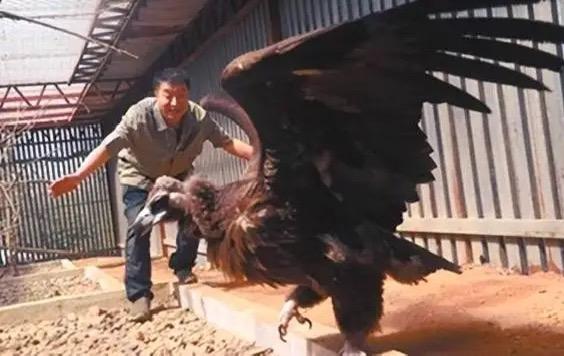 2013年，沈阳一个男子救下一只中毒濒死的秃鹫，放生3次失败后，秃鹫却做出了一件