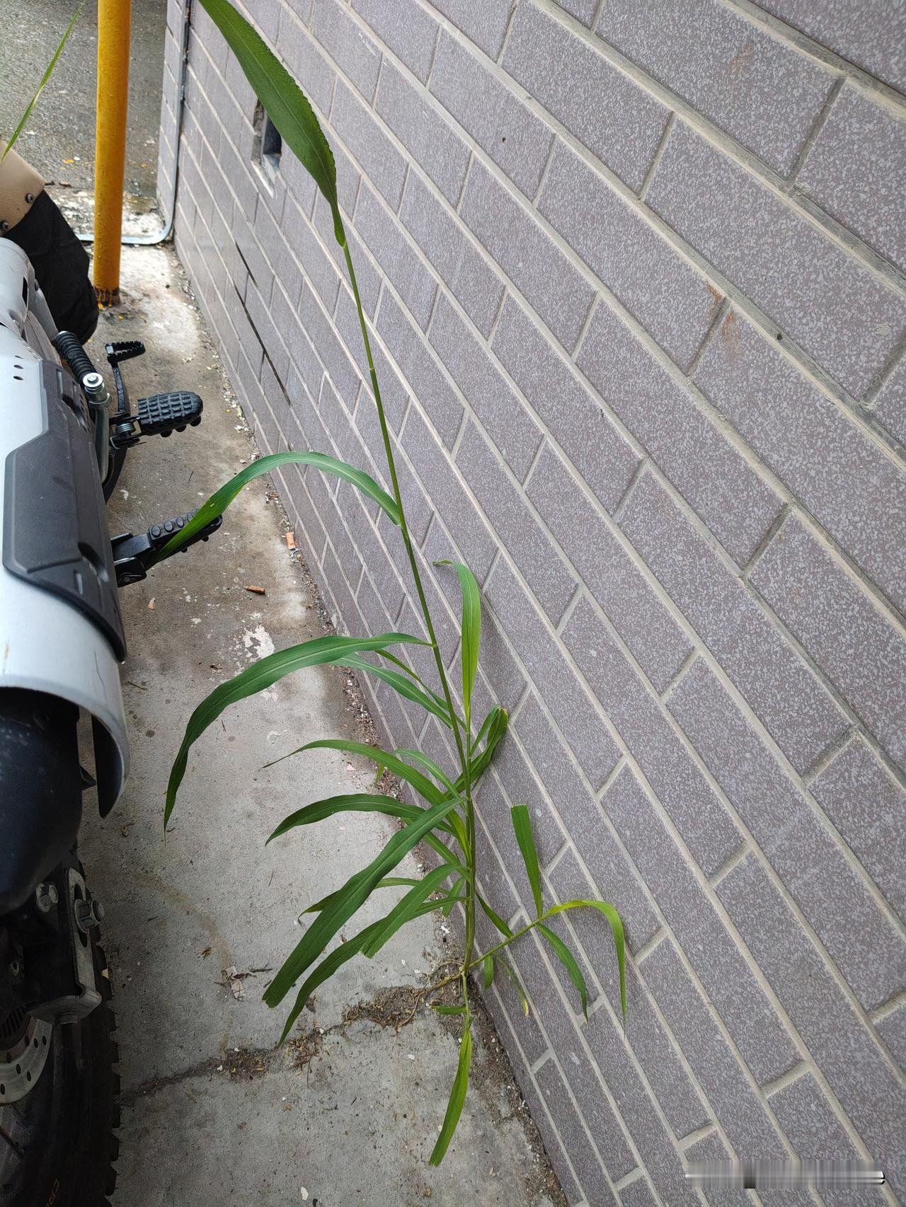 在河北省保定市早晨一起来发现我在下小雨，本来和两个还没有退休干保安的工友去吃早饭